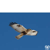 گونه سارگپه پرپا Rough-legged Buzzard